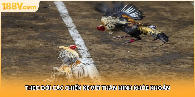 Theo dõi các chiến kê với thân hình khỏe khoắn